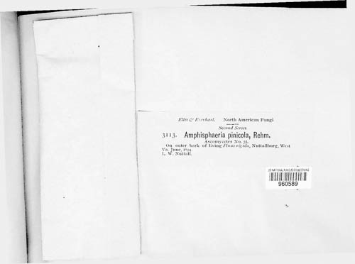 Astrosphaeriella pinicola image